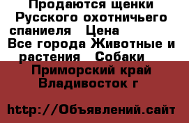 Продаются щенки Русского охотничьего спаниеля › Цена ­ 25 000 - Все города Животные и растения » Собаки   . Приморский край,Владивосток г.